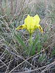 Iris pumila L. касатик низкий