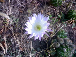 цветок Эхинопсиса